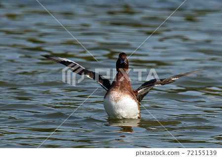 A rare ferruginous duck that I saw in Tsurumi Ryokuchi, Osaka A rare ferruginous duck that I saw in Tsurumi Ryokuchi, Osaka 72155139