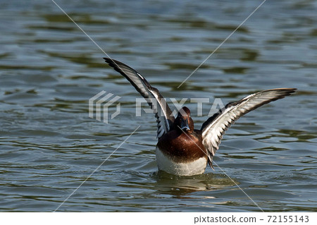 A rare ferruginous duck that I saw in Tsurumi Ryokuchi, Osaka A rare ferruginous duck that I saw in Tsurumi Ryokuchi, Osaka 72155143