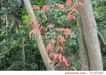 Autumn leaves Autumn leaves 72155167