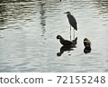 一隻鳥 72155248