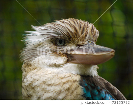凱恩斯熱帶動物園的Wallai翠鳥 72155752