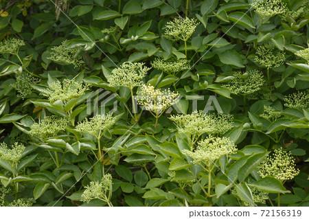 Blooming elderberry bush in summer. 72156319