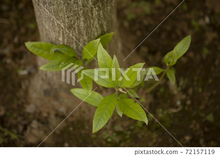 Leaves on the side of the tree 72157119