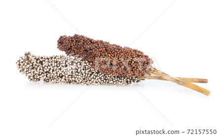 sorghum isolated on white background. 72157550