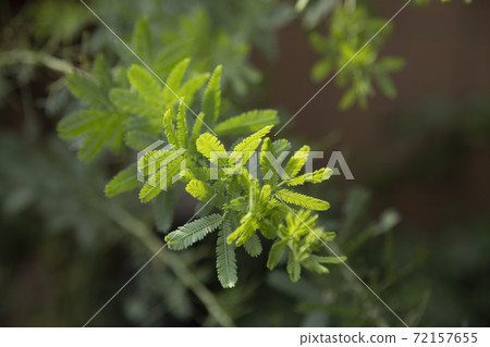 含羞草葉 72157655