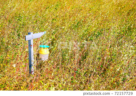 Pest control in buckwheat fields 72157729