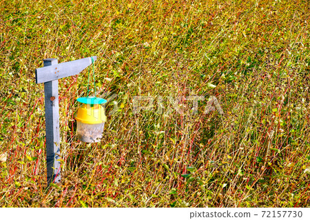 Soba field and pest control 72157730