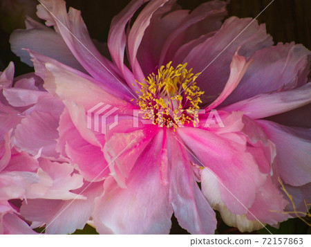 冷牡丹 冷牡丹 72157863