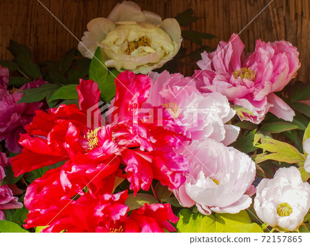 冷牡丹 冷牡丹 72157865