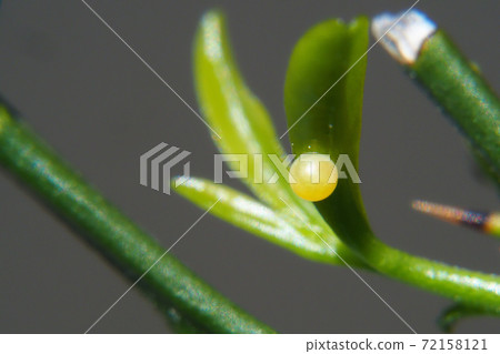 Swallowtail Egg Swallowtail Egg 72158121