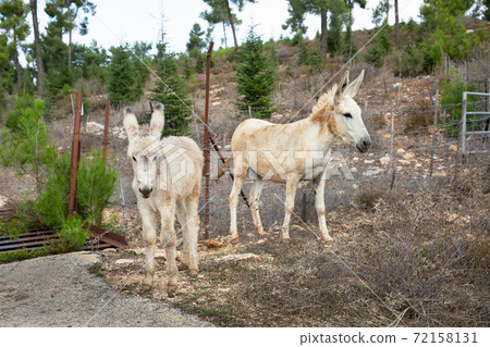 wild donkeys by the road 72158131