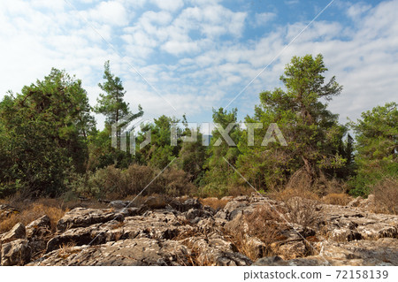trees in the forest in northern Israel 72158139