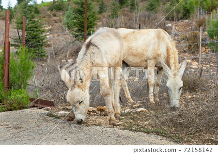 wild donkeys by the road 72158142