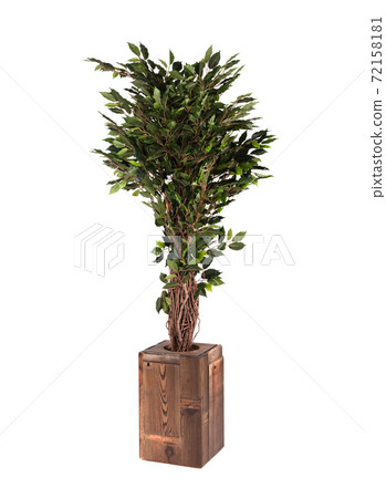 Artificial ficus tree like real as modern evergreen ecological decoration for interiors 72158181