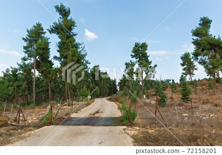 road to the forest 72158201