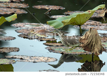 Akaga Shirasagi來到Hattori Ryokuchi的荷花池 Akaga Shirasagi來到Hattori Ryokuchi的荷花池 72158348