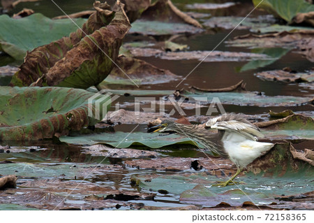 Akagashirasagi came to the lotus pond in Hattori Ryokuchi Akagashirasagi came to the lotus pond in Hattori Ryokuchi 72158365