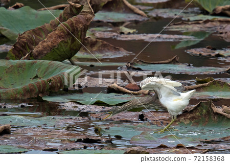 Akaga Shirasagi來到Hattori Ryokuchi的荷花池 Akaga Shirasagi來到Hattori Ryokuchi的荷花池 72158368