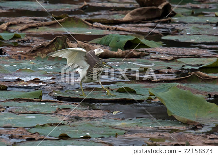 Akagashirasagi came to the lotus pond in Hattori Ryokuchi Akagashirasagi came to the lotus pond in Hattori Ryokuchi 72158373