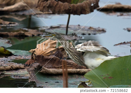 Akaga Shirasagi來到Hattori Ryokuchi的荷花池 72158682