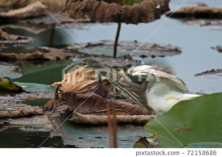 Akagashirasagi came to the lotus pond in Hattori Ryokuchi Akagashirasagi came to the lotus pond in Hattori Ryokuchi 72158686