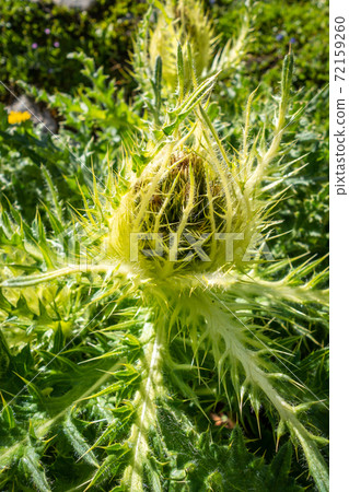 alpine sea holly, Eryngium alpinum, in Savoie, France alpine sea holly, Eryngium alpinum, in Savoie, France 72159260