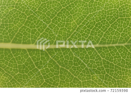Tobera (door) leaves and veins Tobera (door) leaves and veins 72159398