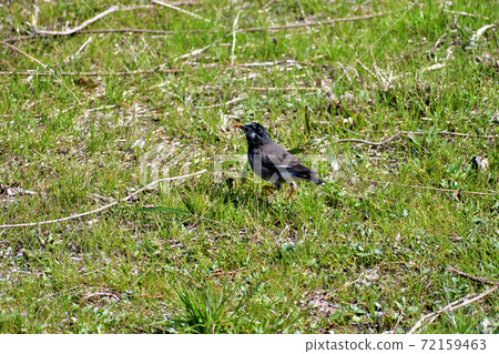 Starling up Starling up 72159463