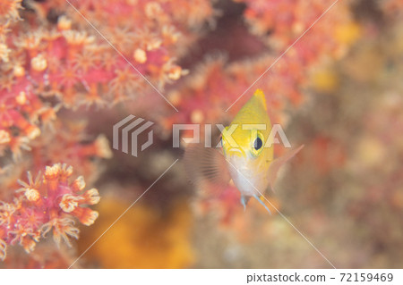 See this while swimming on the side of the red soft coral, yellow damselfish | Underwater photograph See this while swimming on the side of the red soft coral, yellow damselfish | Underwater photograph 72159469