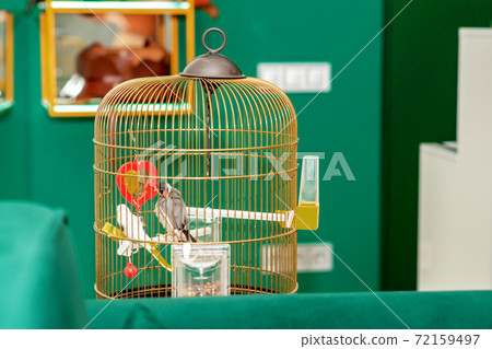 Parrot in home cage. Parrot in home cage. 72159497