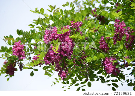 Red-purple tufted flowers Red-purple tufted flowers 72159621