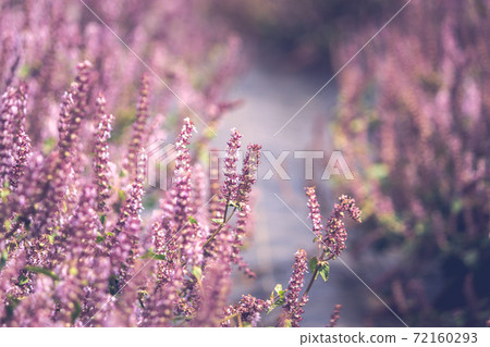 桃園花彩節-猶如夢幻般的仙草花 72160293