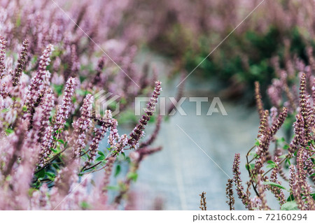 桃園花彩節-猶如夢幻般的仙草花 72160294
