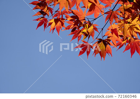明亮的紅色特寫鏡頭洗染了藍天的槭樹和拷貝空間 明亮的紅色特寫鏡頭洗染了藍天的槭樹和拷貝空間 72160346