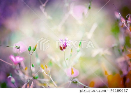 Himefuuro and iridescent back 72160687