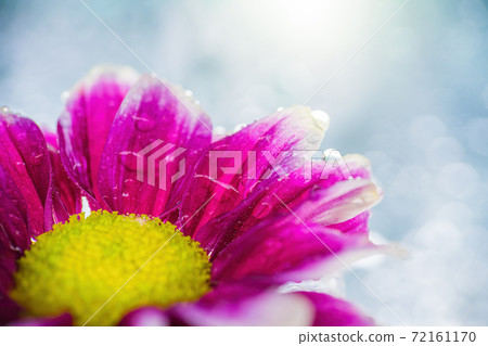 Wet chrysanthemum macro photo 72161170