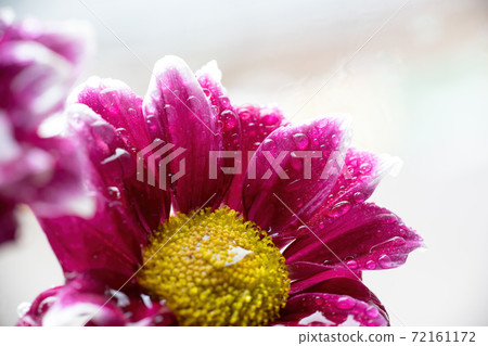 Wet chrysanthemum macro photo Wet chrysanthemum macro photo 72161172