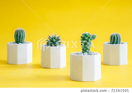 Collection cactus or succulent plants in pots, over yellow background. 72161505