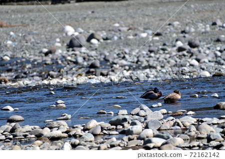 瑪加莫輪到河裡游泳 瑪加莫輪到河裡游泳 72162142