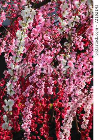 三色垂花桃 72162143