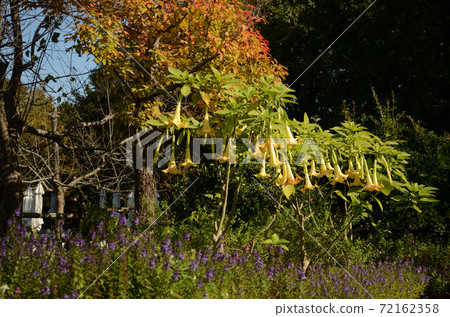Autumn Flowers: Angel Trumpet Autumn Flowers: Angel Trumpet 72162358