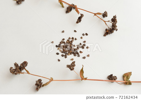 Freshly cut buckwheat noodles Freshly cut buckwheat noodles 72162434