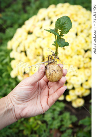 Sprouted potato tuber with green leaves in woman's hand. Sprouted potato tuber with green leaves in woman's hand. 72162456