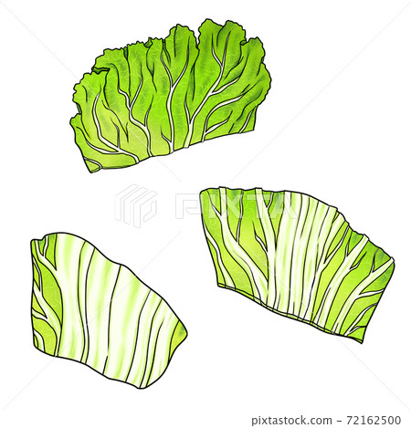 chinese cabbage drawing