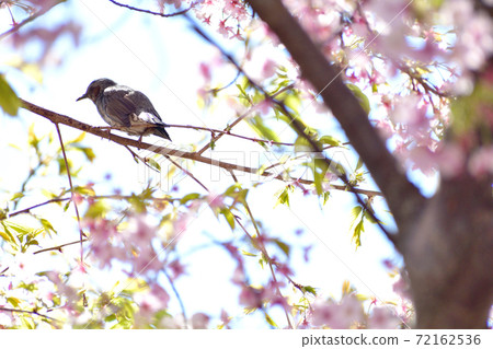 Kawazu cherry blossoms and bulbuls Kawazu cherry blossoms and bulbuls 72162536