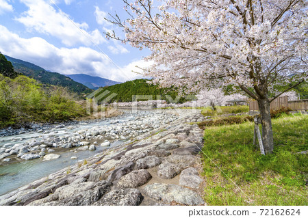 A row of cherry blossom trees along the river (Toguri River Water Park) A row of cherry blossom trees along the river (Toguri River Water Park) 72162624