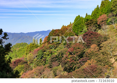 吉野聖秋葉 吉野聖秋葉 72163010