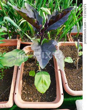 Eggplant grown in a vegetable garden planter 72163271