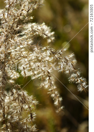 In late autumn, it shines in the "Ogi" light that resembles the pampas grass on the riverbed. 72163805
