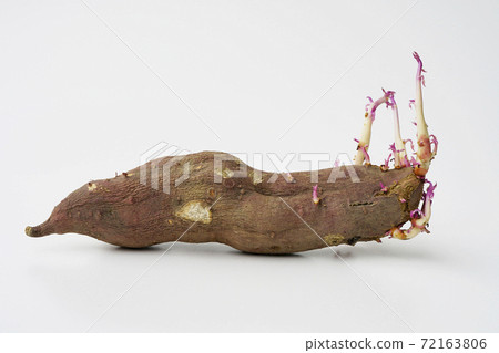 "Sweet potatoes" that have long buds before I see them for a while ... 1 72163806